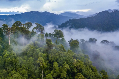 Tambopata turné: 3D/2N Amazonas-äventyr