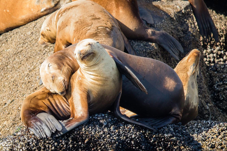 San Diego Bay: Year-round Whale Watching and Dolphin Tour