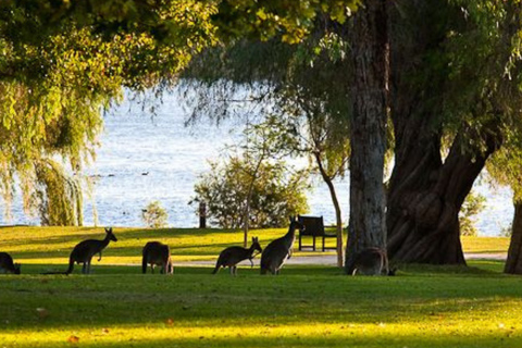 From Perth: Pinnacles, Sandboarding and Lobster Private Tour