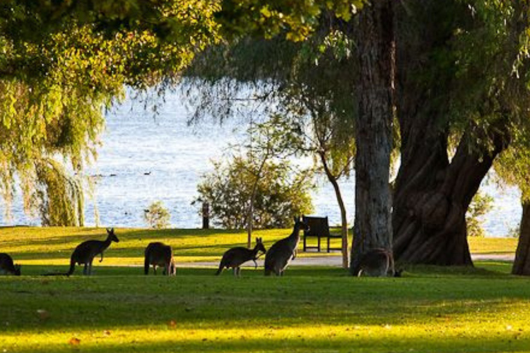 From Perth: Pinnacles, Sandboarding and Lobster Private Tour