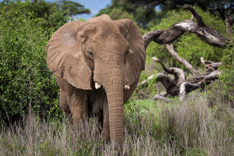 3-Day Amboseli and Tsavo East Safari Tour