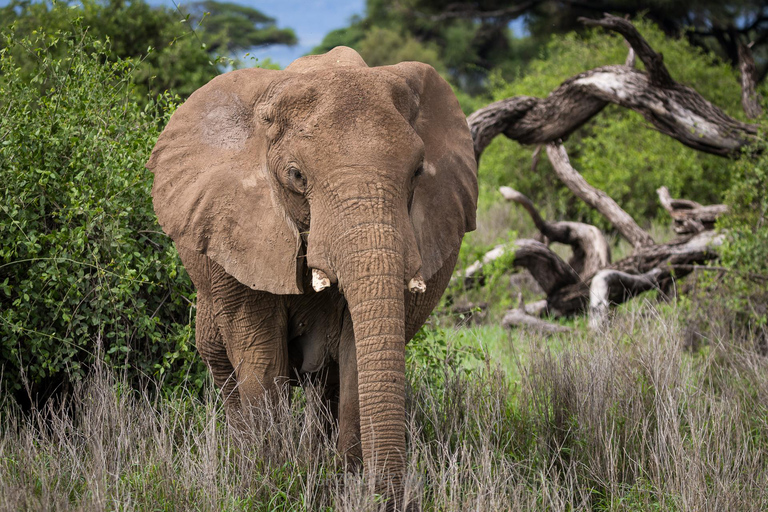 3-Day Amboseli and Tsavo East Safari Tour