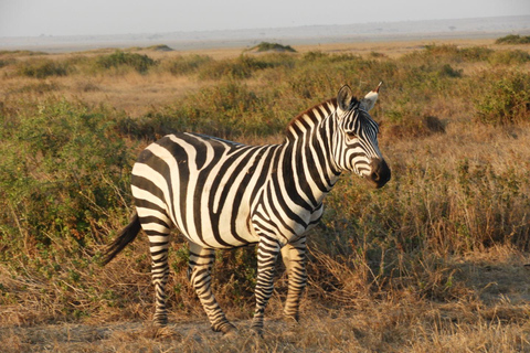 Private Nairobi National Park Drive in 4*4 landcruiser
