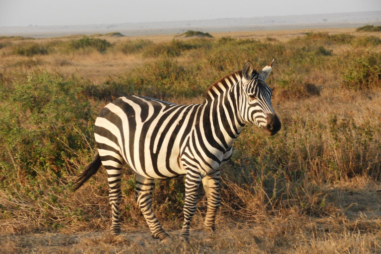 Private Nairobi National Park Drive in 4*4 landcruiser