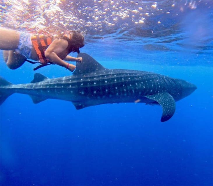 Holbox: Whale Shark and Catoche Island Tour with Snorkeling | GetYourGuide