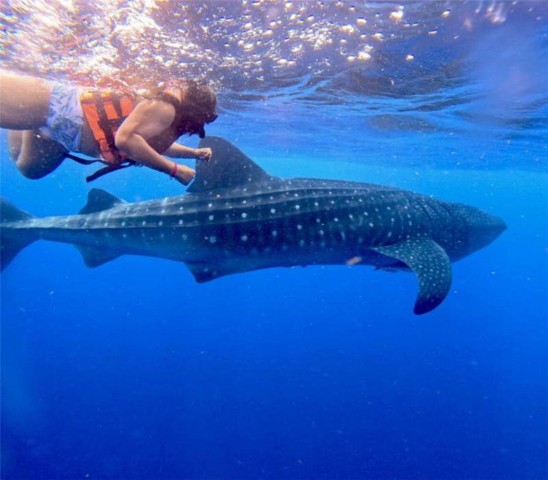 Visit Holbox Whale Shark and Catoche Island Tour with Snorkeling in Cancun
