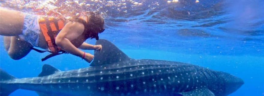 Holbox : Visite de l'île aux requins-baleines et de l'île Catoche avec plongée en apnée