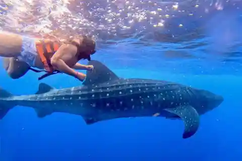 Holbox: Excursión al Tiburón Ballena y la Isla Catoche con Snorkel