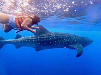 Holbox: Excursión al Tiburón Ballena y la Isla Catoche con Snorkel
