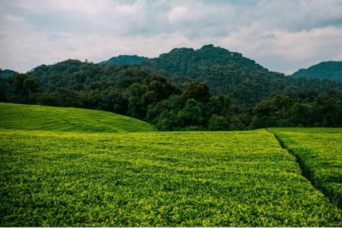 Kigali: 2-Day Nyungwe Rainforest Adventure with Zipline
