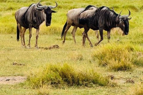 Nairobi: Privat safari i Maasai Mara med lunch och hämtning