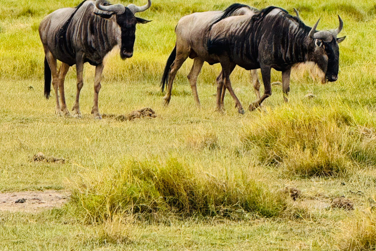 Nairobi: Privat safari i Maasai Mara med lunch och hämtning