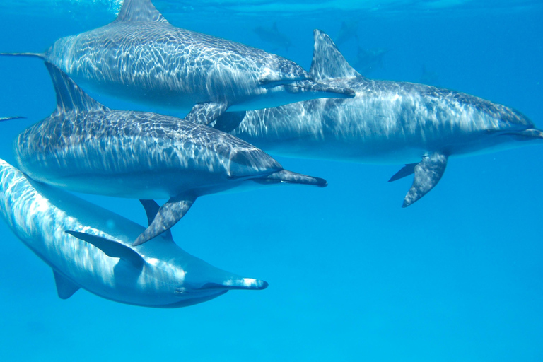 Djerba: Sunset cruise tour, dolphin watching + drinks