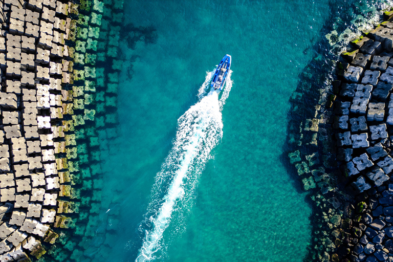 Vila Franca do Campo: Bird Watching & Snorkeling Vila Franca do Campo: Marine Birdwatching & Snorkeling