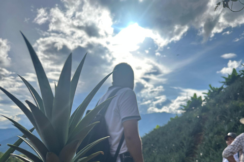 From Medellín: Pineapple Farm Experience with Tasting