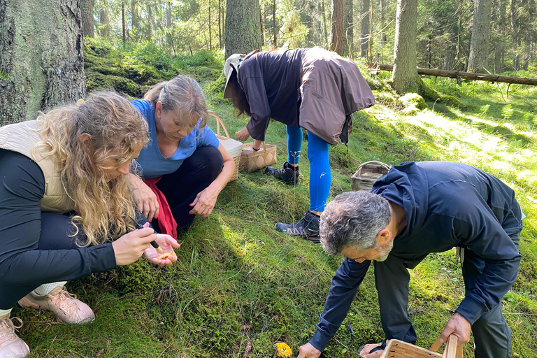 Stockholm: Mushroom and Berries Foraging Tour with Lunch