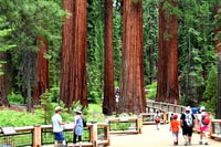 Yosemite, Excursión de un día completo con almuerzo y recogida en el hotel - Hizvo