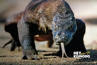 コモドツアー、終日共有旅行6スポットスピードボート - Housity