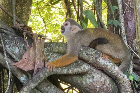 Puerto Plata: Monkeys, City Tour & Local Tastings
