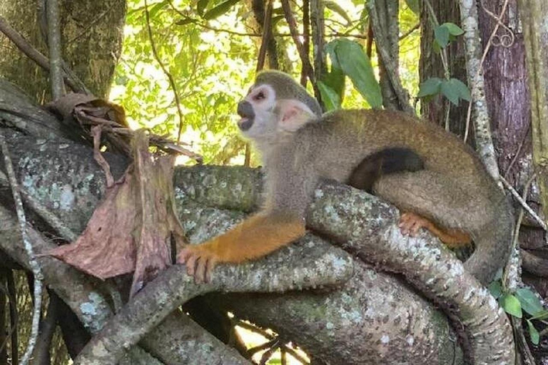 Puerto Plata: Monkeys, City Tour & Local Tastings