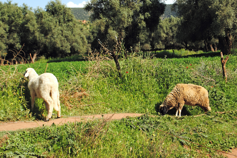 De Marrakech: caminhada guiada pelas cachoeiras de Ouzoud e passeio de barco