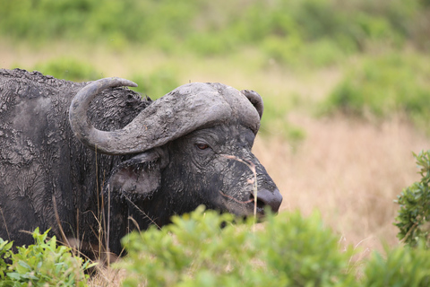 Demi-journée au parc national de Nairobi avec prise en charge gratuite