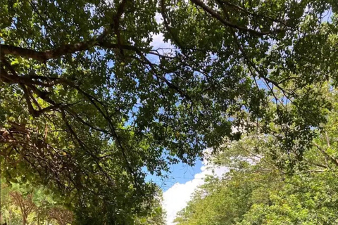 Miami Beach: Clear Kayak Tour or LED Glow Kayak Experience Glow Kayak Tour