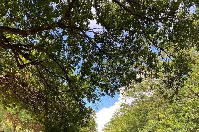 Miami Beach: Clear Kayak Tour or LED Glow Kayak Experience Glow Kayak Tour