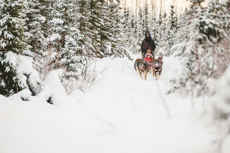 Palmer: "Dogs and Glaciers" Rodelen en Helikoptertour