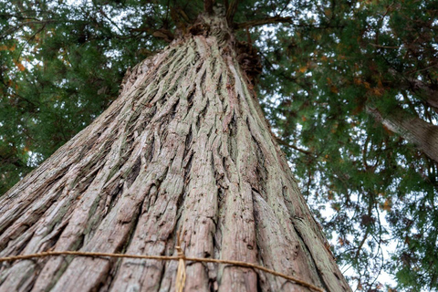 Kanazawa: Shirakawa-go privé-dagtour met lunch