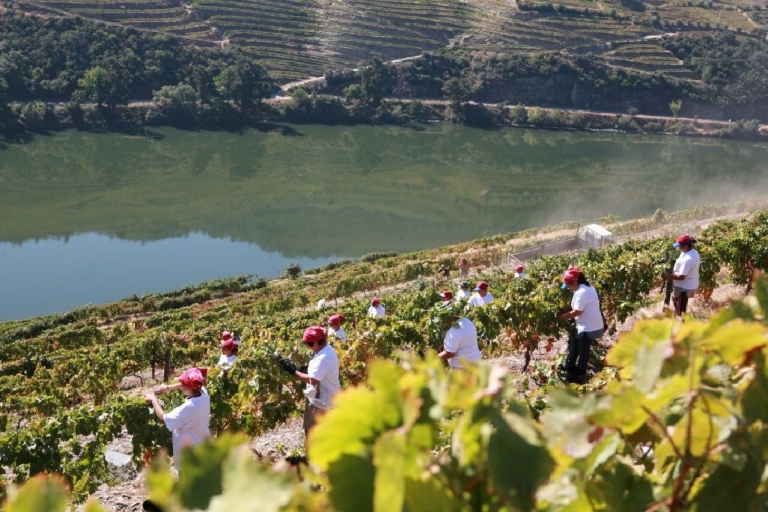 Porto: Douro Valley Tour with Cruise, Lunch & Wine Tasting Guided Tour in Portuguese
