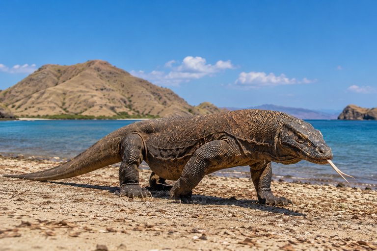 Full Day Trip Highlight of Komodo Archipelago