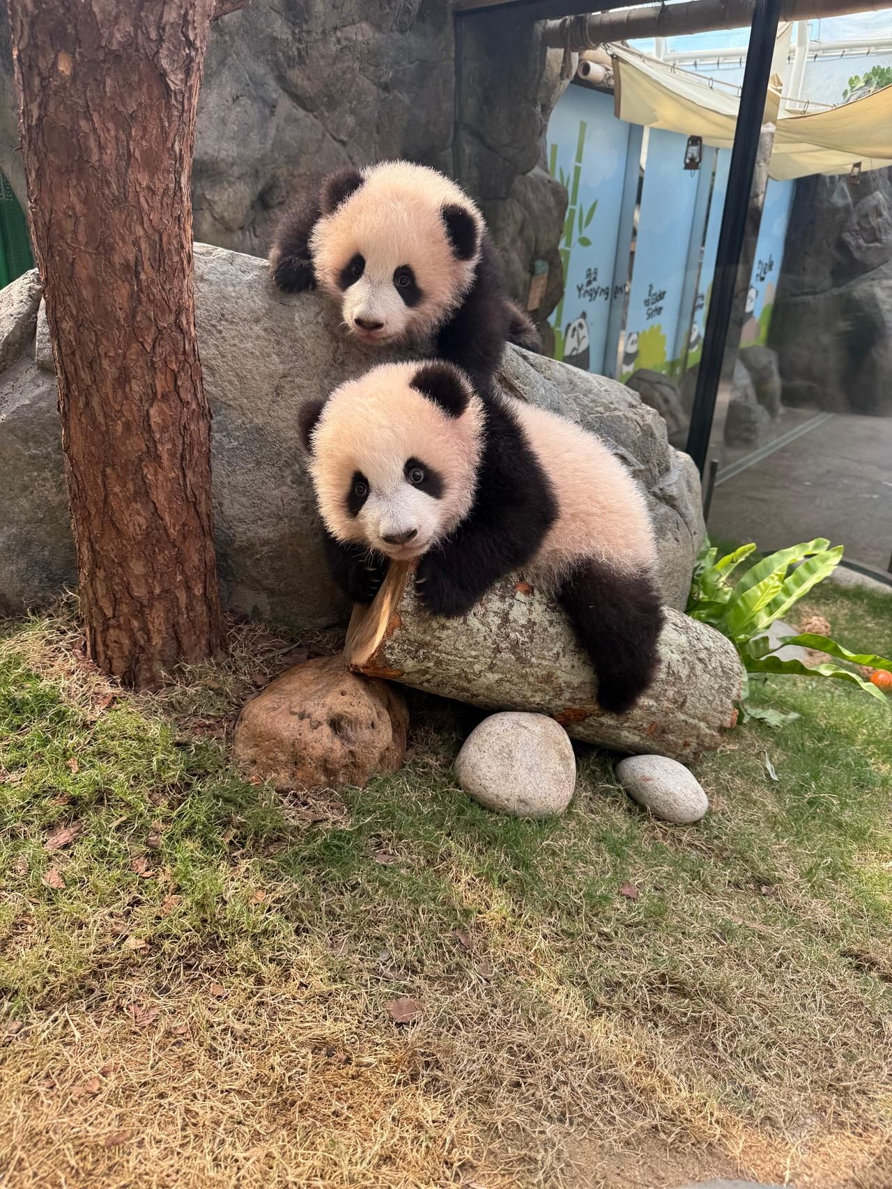 Hongkong: Ticket für den Ocean Park mit Transfer und Panda-Besuch