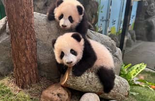 Hongkong: Ticket für den Ocean Park mit Transfer und Panda-Besuch