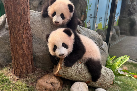 Hong Kong: Ocean Park Panda Visit Entry Ticket with Transfer Ocean Park Tour with transfers and ticket and meal coupon