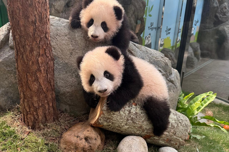 Hong Kong: Ocean Park Panda Visit Entry Ticket with Transfer Ocean Park (with ticket and transfer)