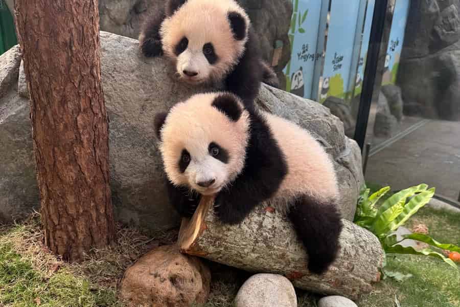 Hongkong: Ticket für den Ocean Park mit Transfer und Panda-Besuch. Foto: GetYourGuide