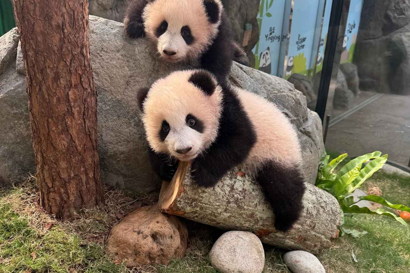 Hong Kong: Ocean Park Panda Visit Entry Ticket with Transfer