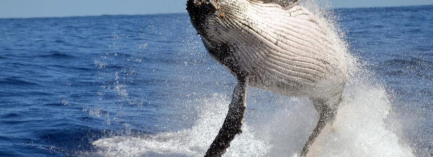 Île de Mafia : excursion d'observation des baleines à bosse