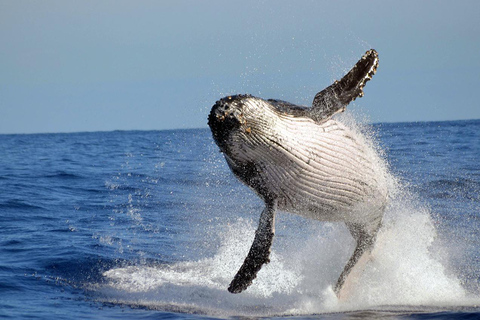 Mafia Island: Humpback Whale Watching Tour