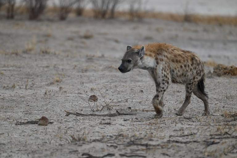 Windhoek: 3-Day Guided Safari in Etosha with Lodge