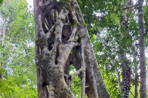 Guided walking tour in the jungle of Palenque PNP Guided visit on foot in the jungle of Palenque PNP