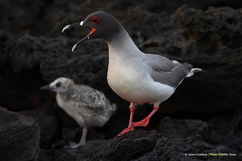 San Cristobal: Highlands, Beach, and Snorkeling Tour