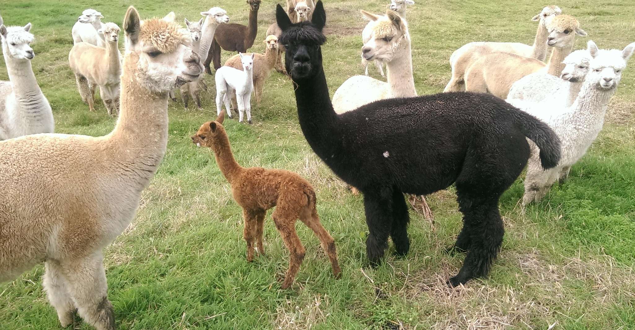 Classic Alpaca Tour in New Zealand - Housity