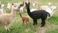 Classic Alpaca Tour in New Zealand - Housity