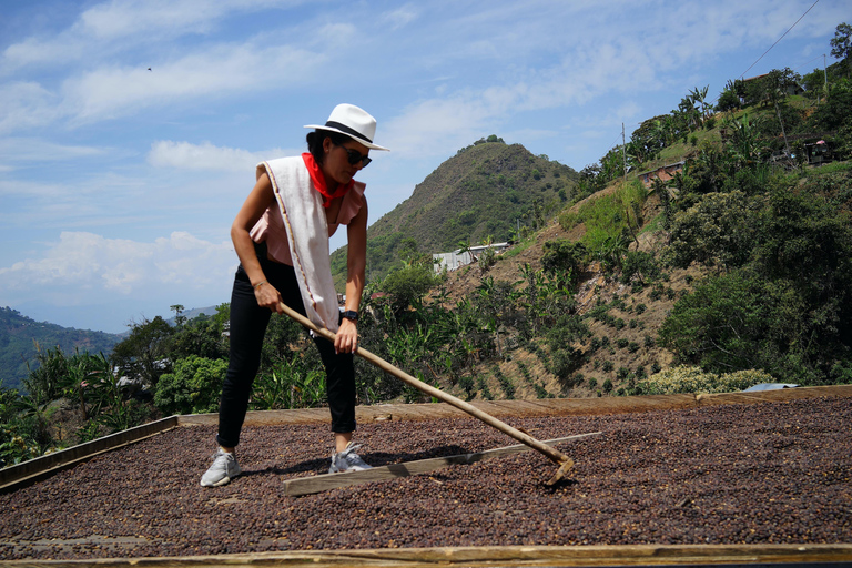 From Medellin: Coffee and Comuna 13 Tour with PRIVATE transportation From Medellin: Coffee Tour and Comuna 13 with PRIVATE transportation