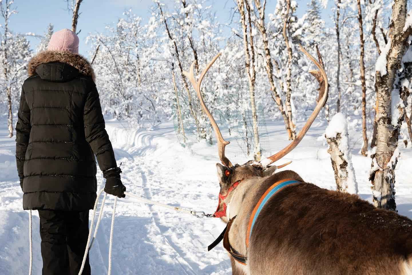 KIRUNA: Sami Reindeer Experience
