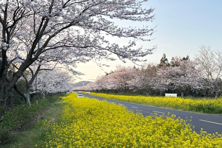 Jeju: King Cherry Natural Habitat Kleingruppentour
