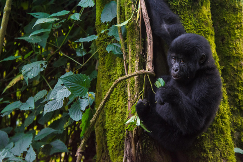 5-Day Uganda Safari: Chimpanzees & Gorillas on midrange