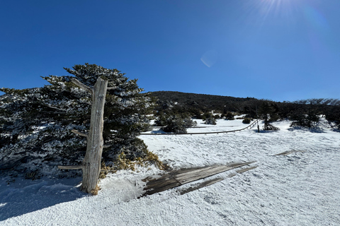 Randonnée au Hallasan sur l'île de Jeju, la plus haute montagne de Corée du SudJeju Hallasan ; randonnée pédestre des fleurs de neige avec déjeuner